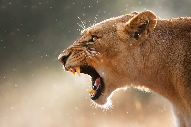 20 красивых фотографий диких животных
