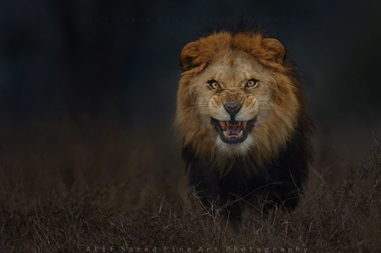 20 красивых фотографий диких животных