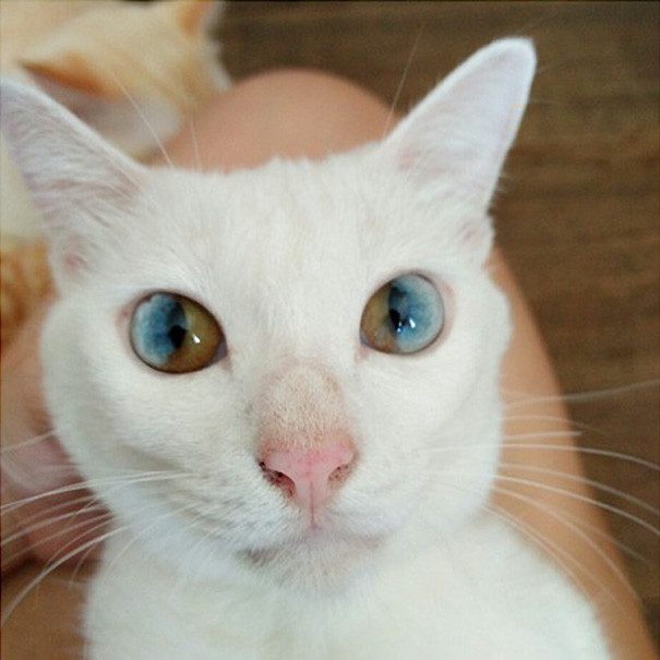 Целая Вселенная в глазах кошки