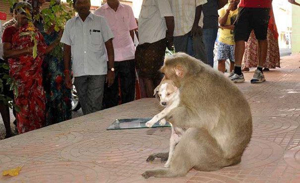 История об обезьяне, ставшей мамой для щенка