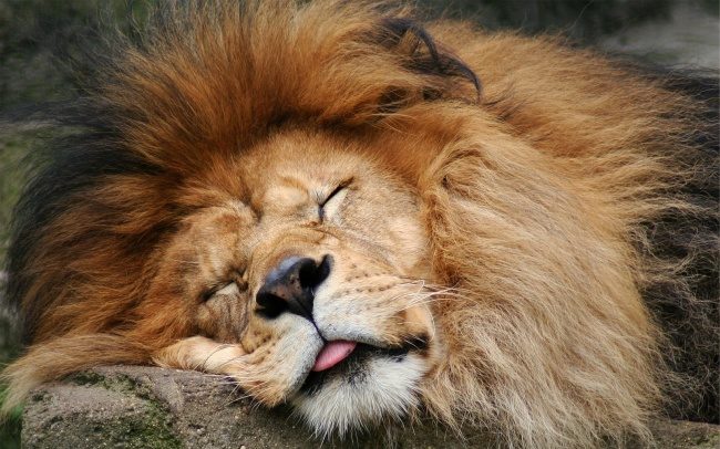 7 животных, которые не страдают от недосыпа