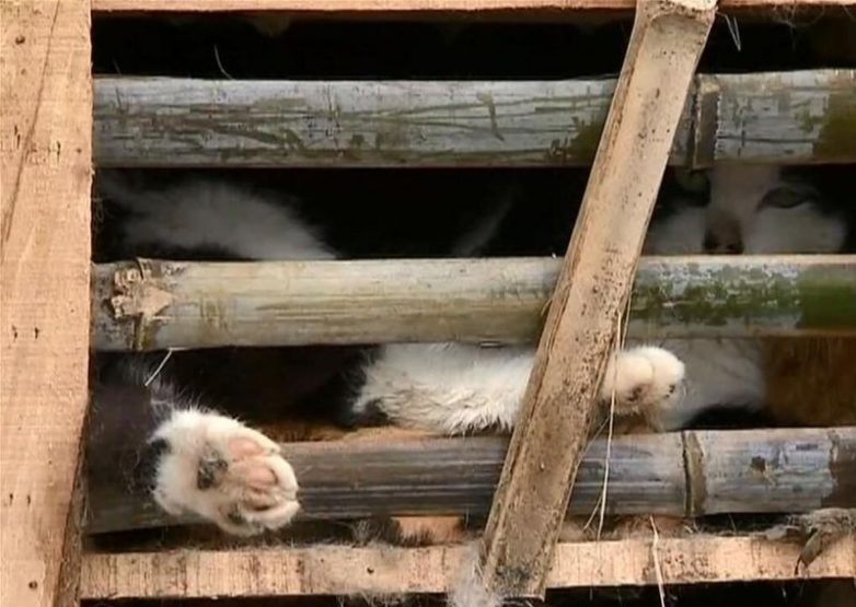 Активисты спасли около 2000 котов, которых должны были съесть