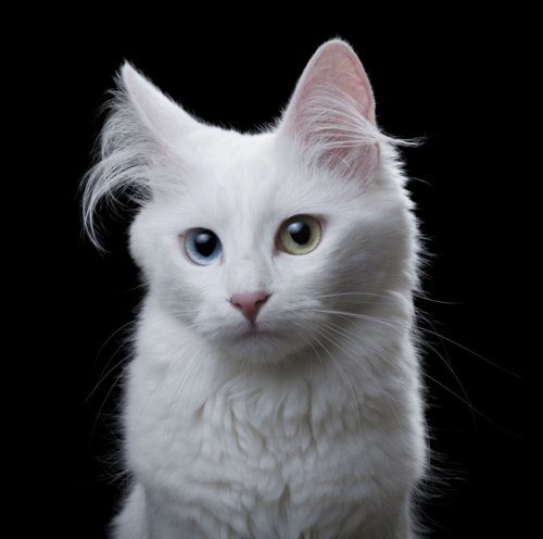 Портреты кошек и собак в фотопроекте Роберта Баху