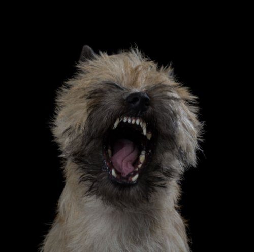 Портреты кошек и собак в фотопроекте Роберта Баху
