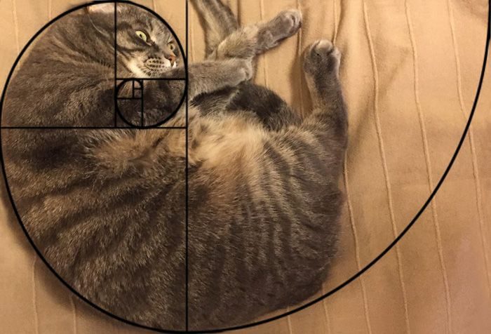13 фотографий, доказывающих, что кошки идеальны с математической точки зрения