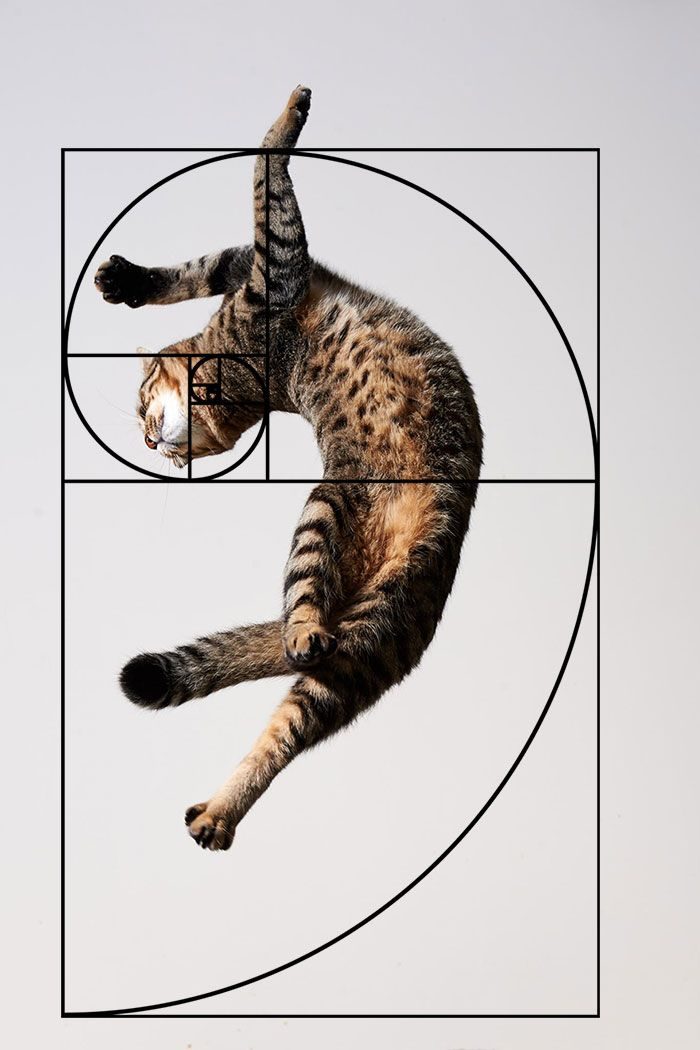 13 фотографий, доказывающих, что кошки идеальны с математической точки зрения