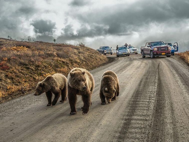 Лучшие фотографии дикой природы от National Geographic за январь 2016