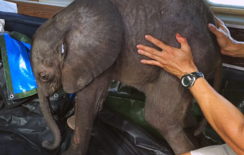 Слоненок ни на шаг не отходит от новой мамы, которая спасла его от смерти