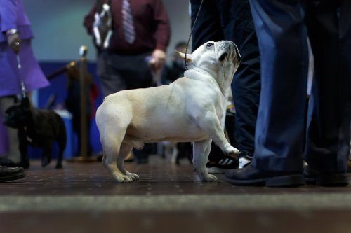 В Нью-Йорке прошла выставка собак Westminster Kennel Club 2016