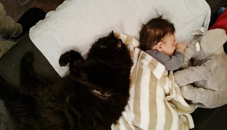 Кошка любила малыша, когда он был утробе, и продолжает делать это после его рождения