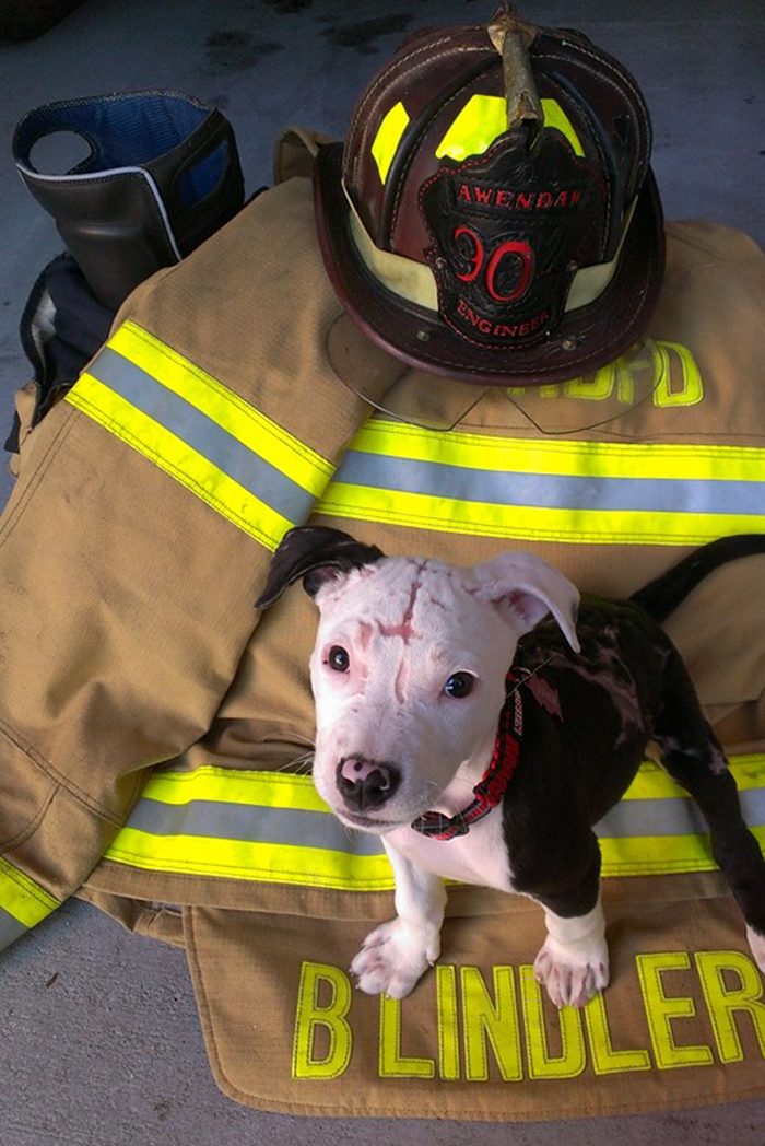 Спасенный от огня щенок стал пожарным