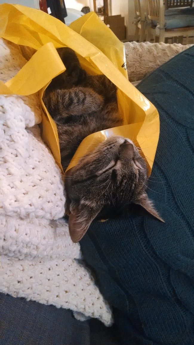 Коты и пакеты