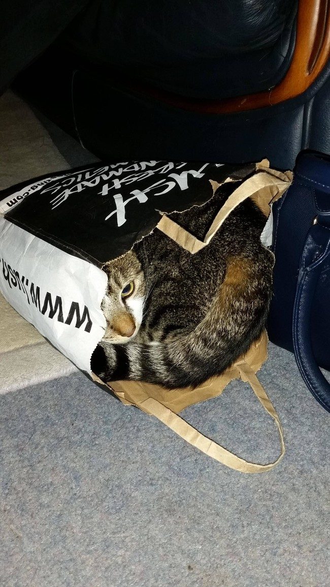 Коты и пакеты