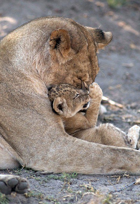 Мамы и малыши из мира животных