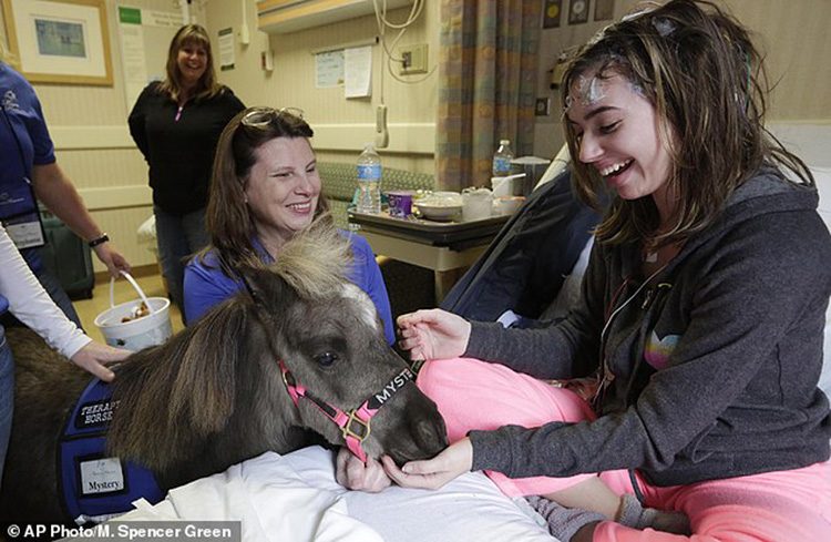 Пони-терапия: миссия маленьких лошадок