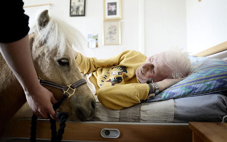 Пони-терапия: миссия маленьких лошадок