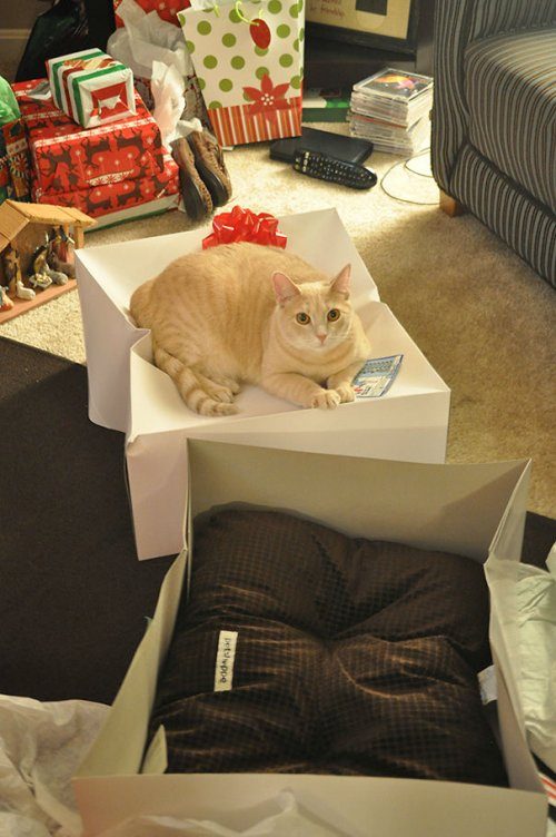 Подарки для кошек и непостижимая кошачья логика