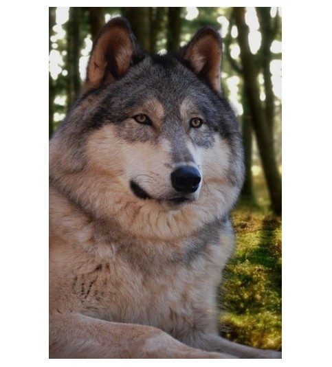 Волкособы – это вид волко-собачьих гибридов