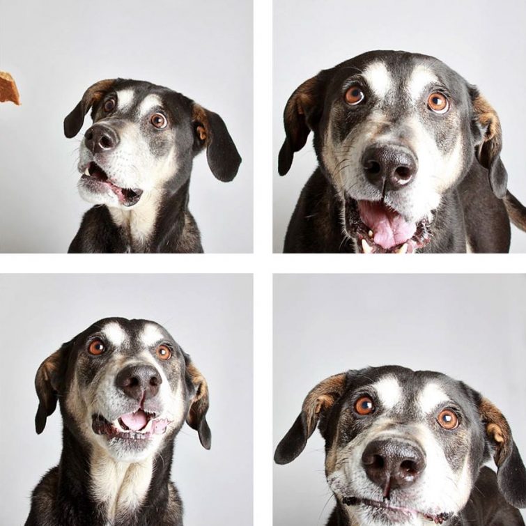 Фотограф делает смешные фотографии собак из приюта, чтобы помочь им найти новый дом