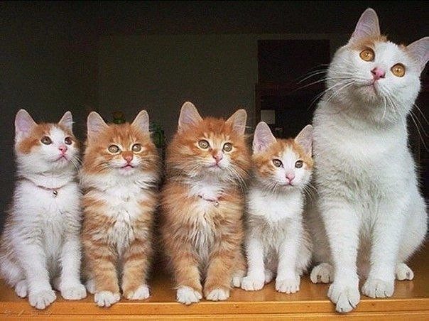 Кошки с маленькими котятами