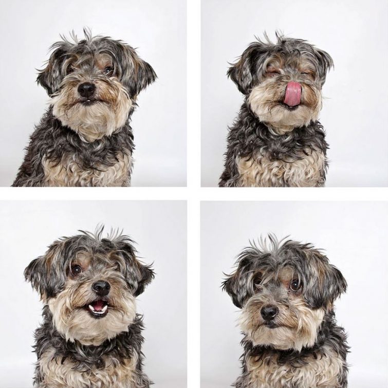 Фотограф делает смешные фотографии собак из приюта, чтобы помочь им найти новый дом