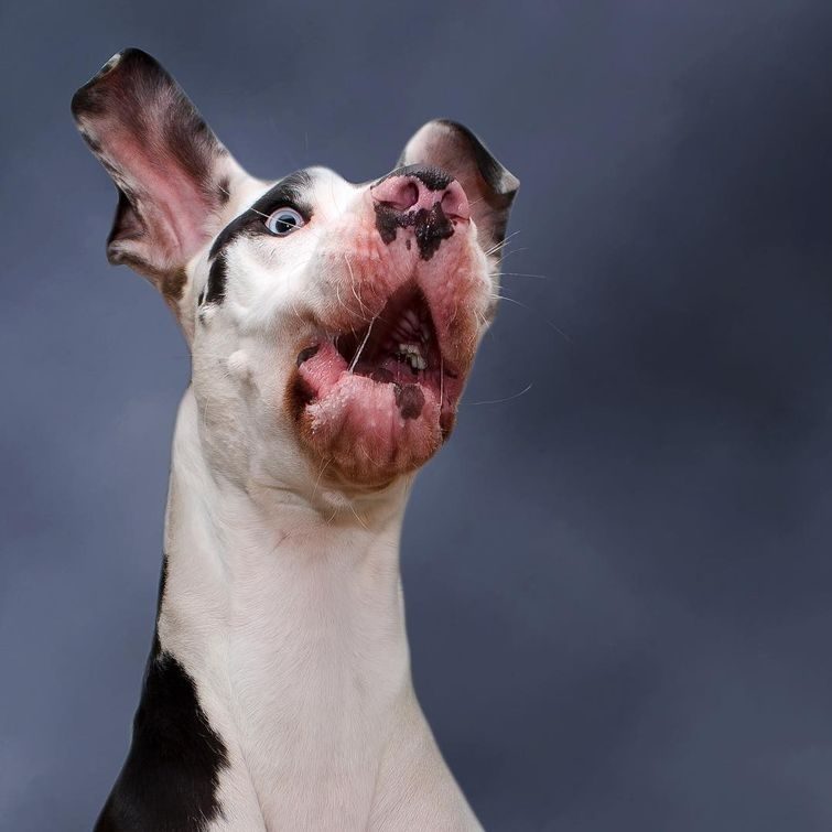 Очаровательная собака с резиновым лицом, глядя на которую нельзя не смеяться