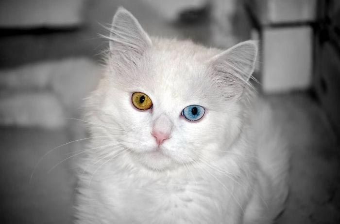 Очаровательные животные с разноцветными глазами