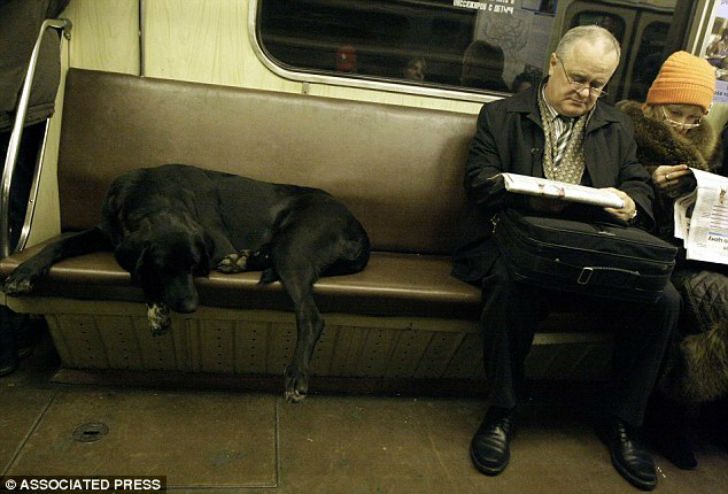 Как бездомные собаки ориентируются в московском метро
