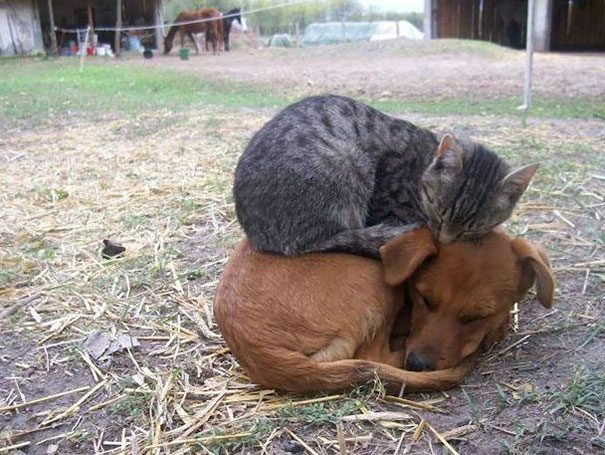 Кошки, которые любят тепло больше, чем кто-либо