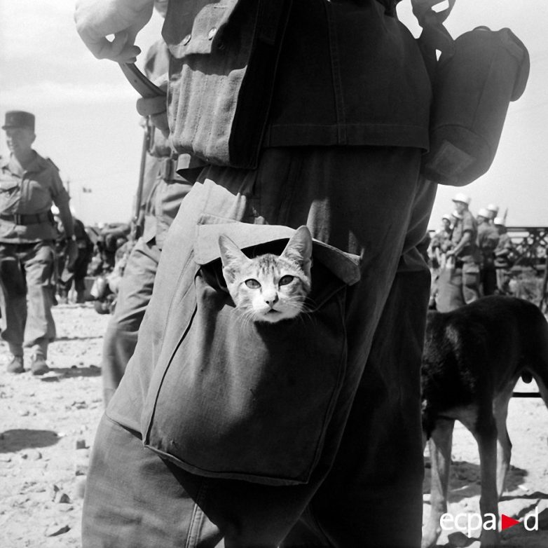 Как кошки участвовали в войне