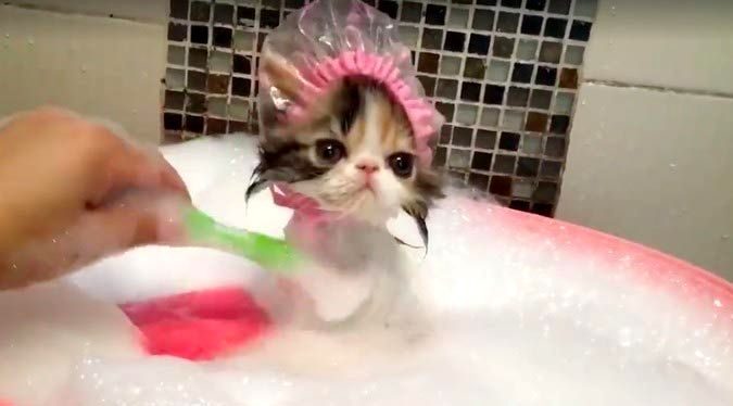 Самый милый котёнок, принимающий ванну в шапочке для душа