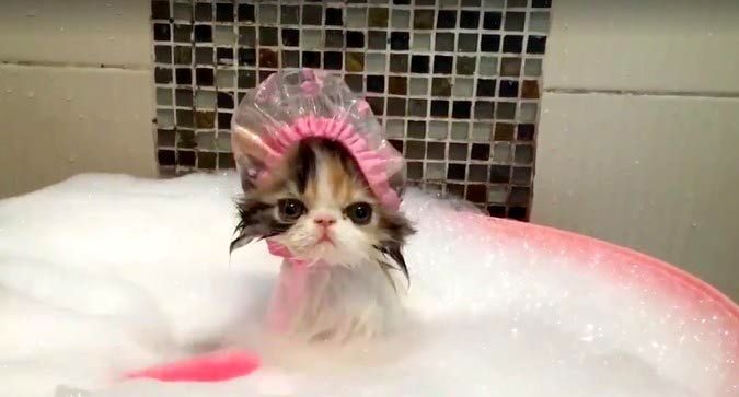 Самый милый котёнок, принимающий ванну в шапочке для душа
