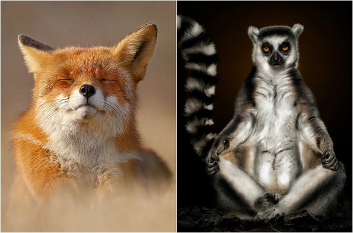 Невероятно увлекательные фотографии из жизни представителей дикой фауны