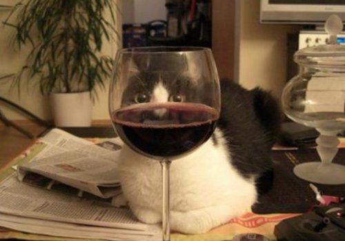 Кошки и вино