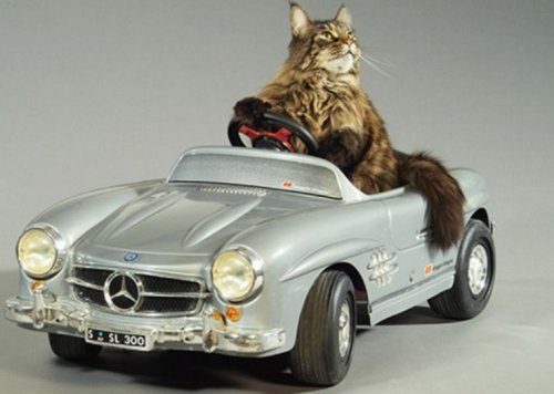 Коты и автомобили