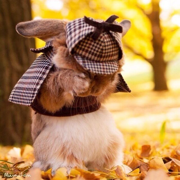 Самый стильный в мире кролик