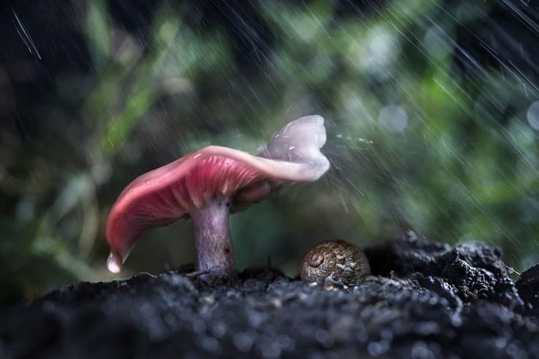 20 находчивых животных, спрятавшихся от дождя