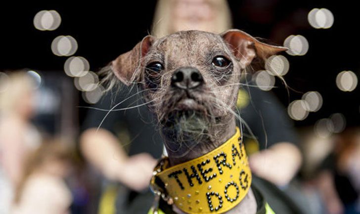 Самый уродливый пес в мире стал героем за помощь инвалидам