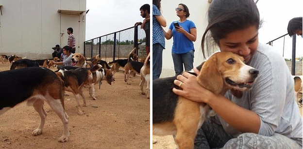 Спасение щенков бигля из лаборатории тестирования на животных