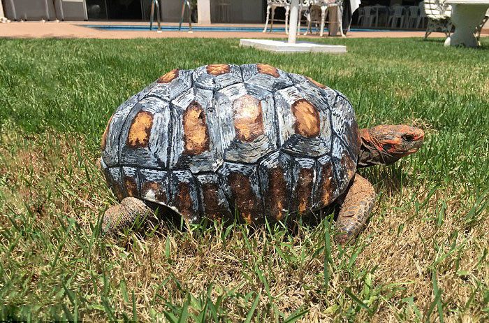 Черепаха получила первый в мире панцирь, распечатанный на 3D-принтере