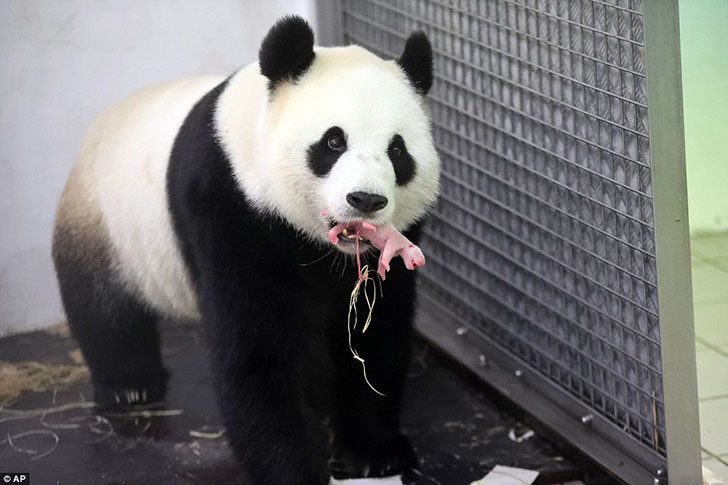 Панда родила крохотного детеныша в бельгийском зоопарке