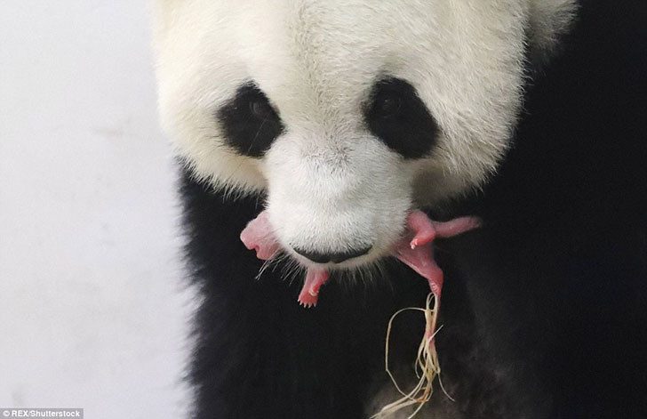 Панда родила крохотного детеныша в бельгийском зоопарке