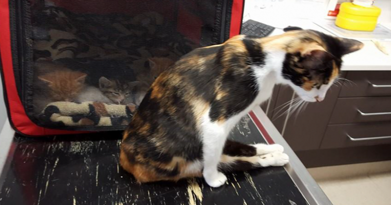 Кошка доползла до места, где оставила котят, после того, как человек пытался ее убить