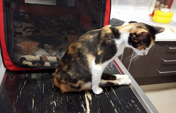 Кошка доползла до места, где оставила котят, после того, как человек пытался ее убить