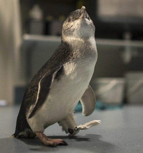 Пингвину поставили протез, напечатанный на 3D-принтере