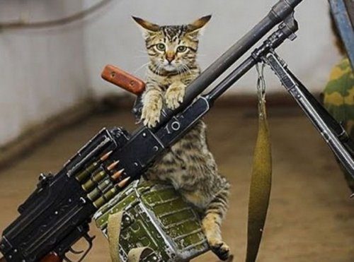 Кошки, которые готовы к завоеванию мира
