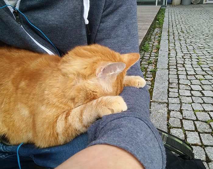 Кот, который заботится о студентах из Германии