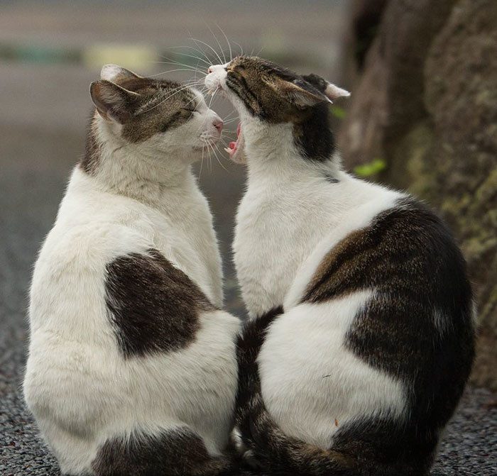 Бездомные кошки Токио