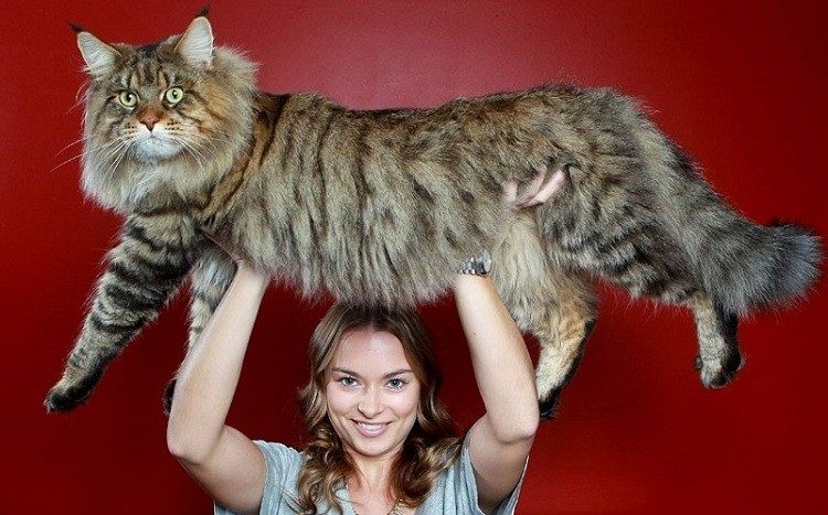Самые крупные породы кошек