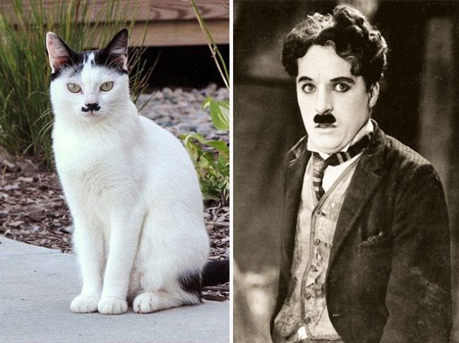 Коты, которые похожи на героев из фильмов